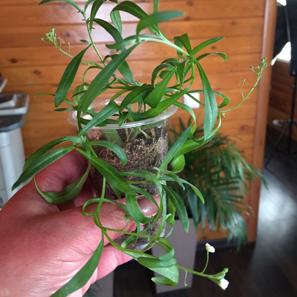 Осенний черенок на 05.12 - видите, сколько с него можно взять новых веточек на укоренение?