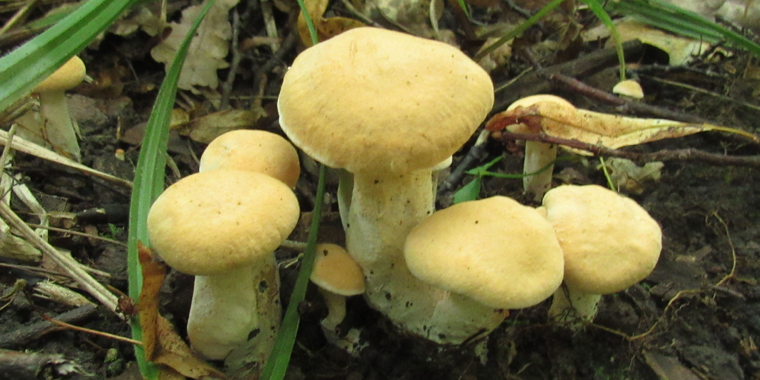 Ежовики - грибы, избравшие особый путь. Что мы вообще о них знаем?