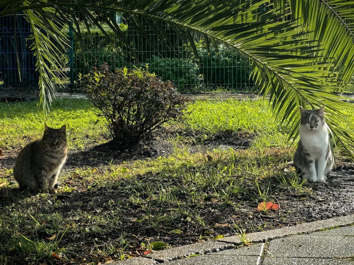 Черногорские котики почти такие же продуманные, как черногорские политики. 