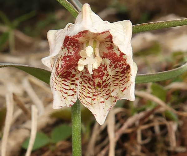 Одиночный цветок рябчика японского. Фото из инета