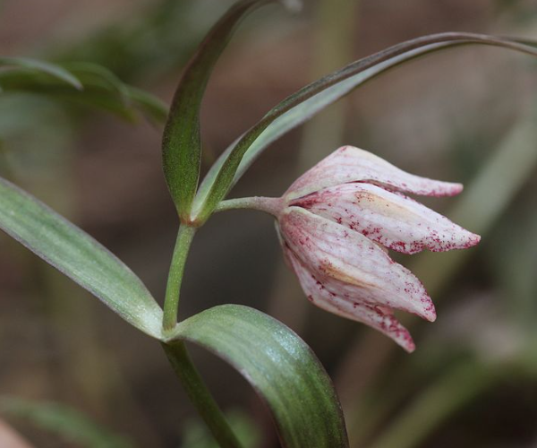 Рябчик японский по описанию голландского ботаника-системника Фридриха Микеля. Фото из инета