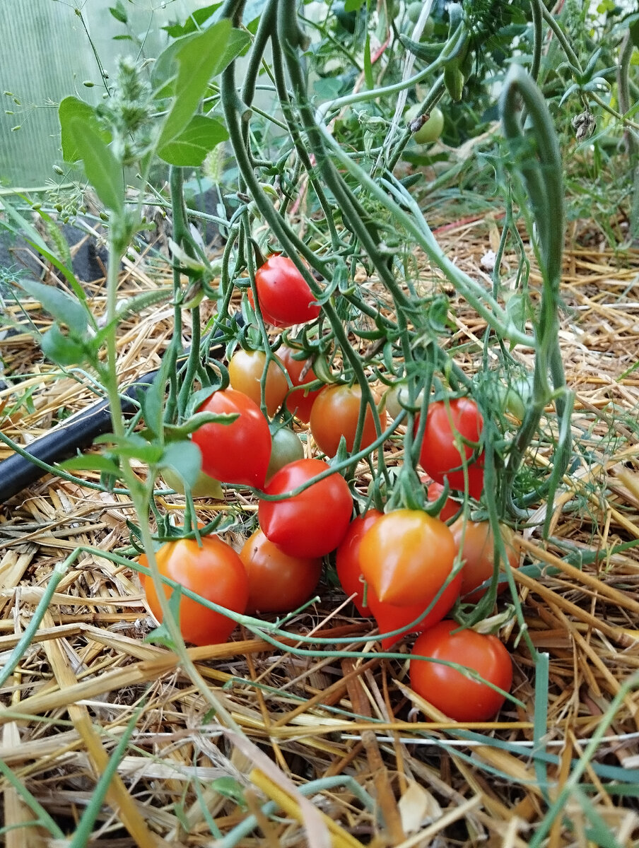 "Поцелуй" 🍅