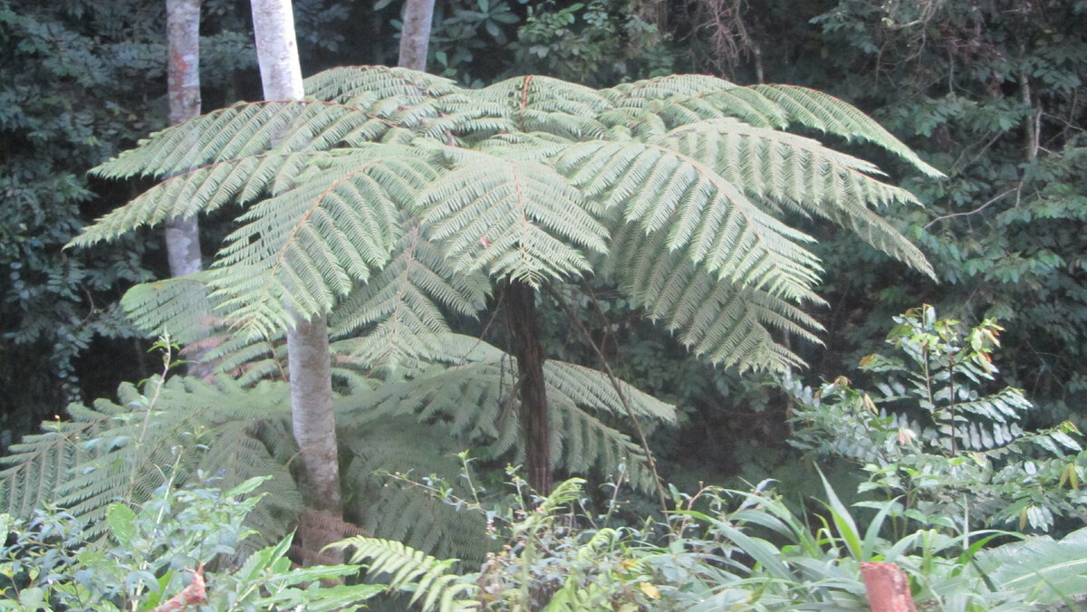 Древовидные папоротники (Cyathea spp.) в горах Восточной дуги, Танзания ...