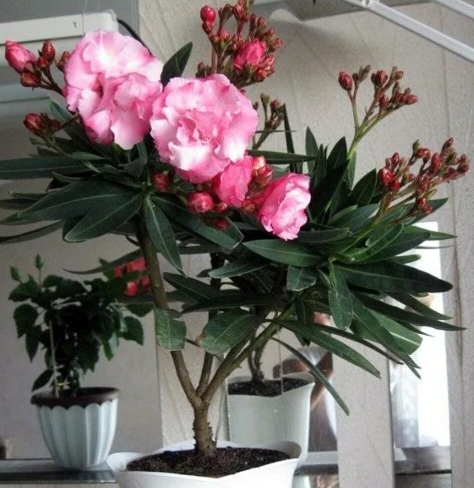 Олеандр в горшке. Как пересадить олеандр. Алеандр. Фикус олеандр. Олеандр обыкновенный.