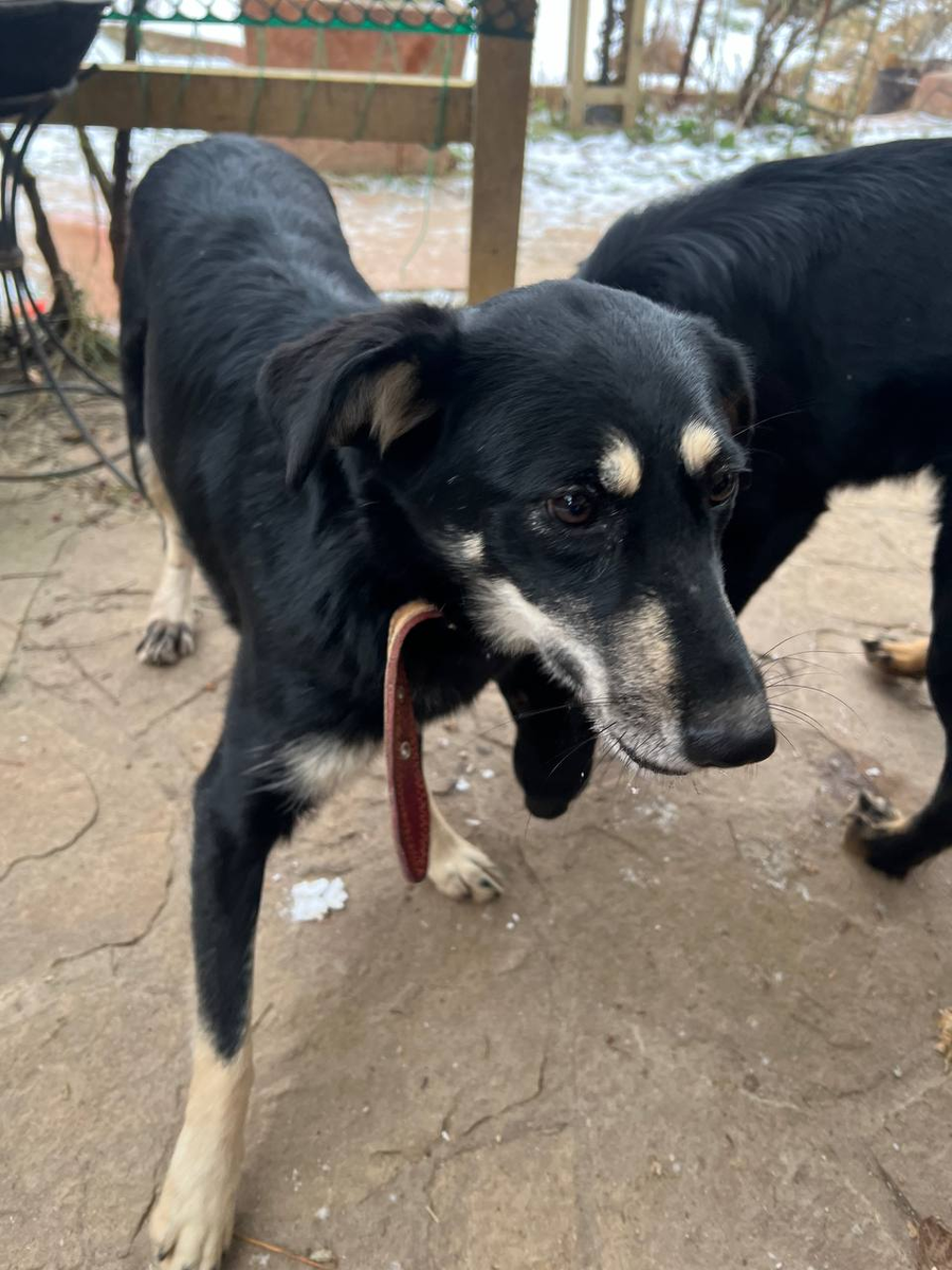 Посмотрите, Клепина лапуля почти зажила!