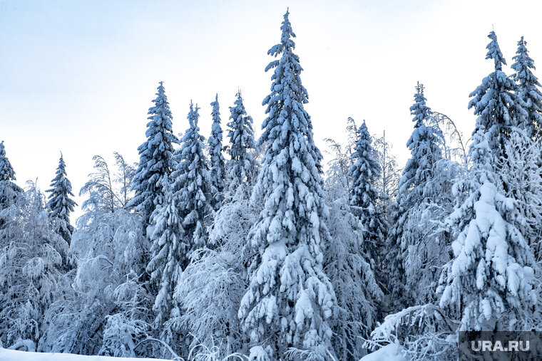    Чиновники не организовали работу по взысканию ущерба, причиненного лесному фонду