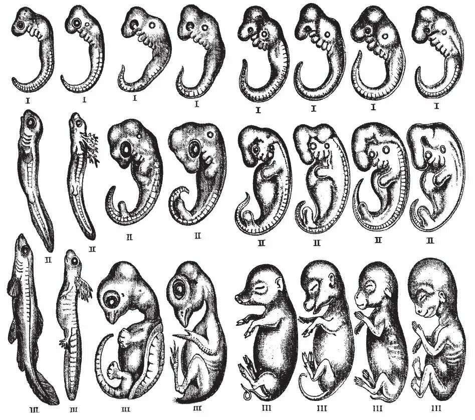 Наличие хвоста у зародыша человека на ранней. Геккель эмбриогенез. Сравнительная эмбриология.ранний эмбриогенез. Эволюция эмбриона человека. Эмбриогенез Саламандры.