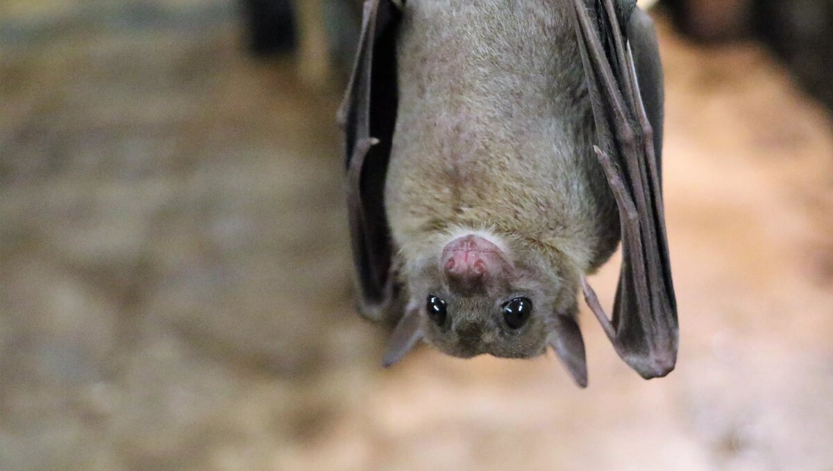     В Ростовской области ученые провели исследование, насколько опасны условно-патогенные бактерии в период зимней спячки, об этом сообщили донские СМИ.