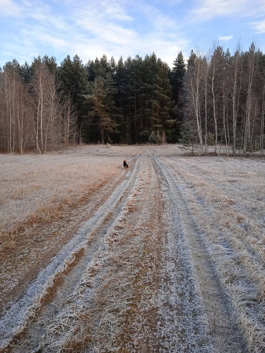 дорога к лесу 