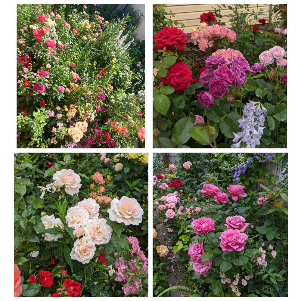 Лето 2023 и не только . Можно листать.