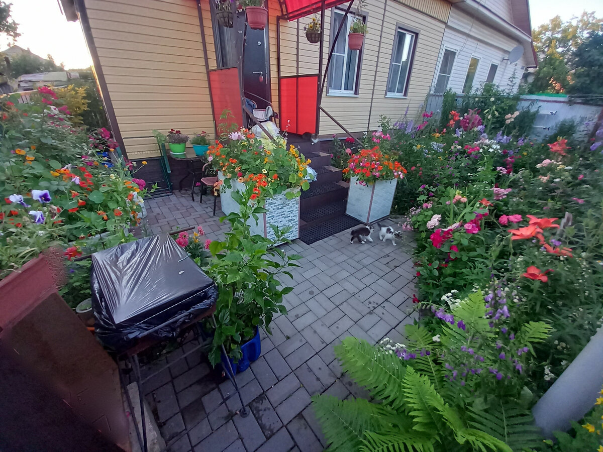 Вот и все моё цветочное хозяйство. Можно листать.