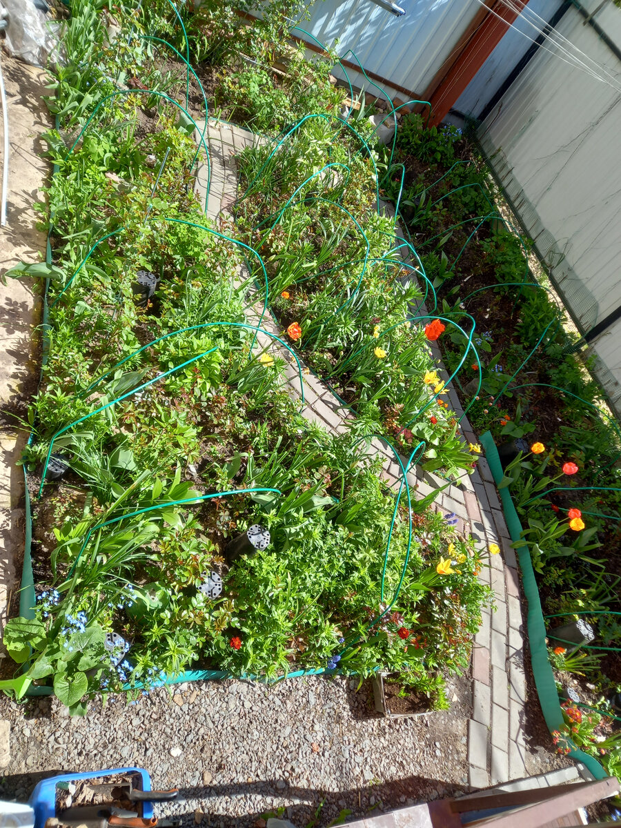 Есть  тенистая, то очень сырая, то очень сухая часть возле забора, которую я поначалу боялась плотно засаживать. Но все живу и возле забора пока малыши плетистые.