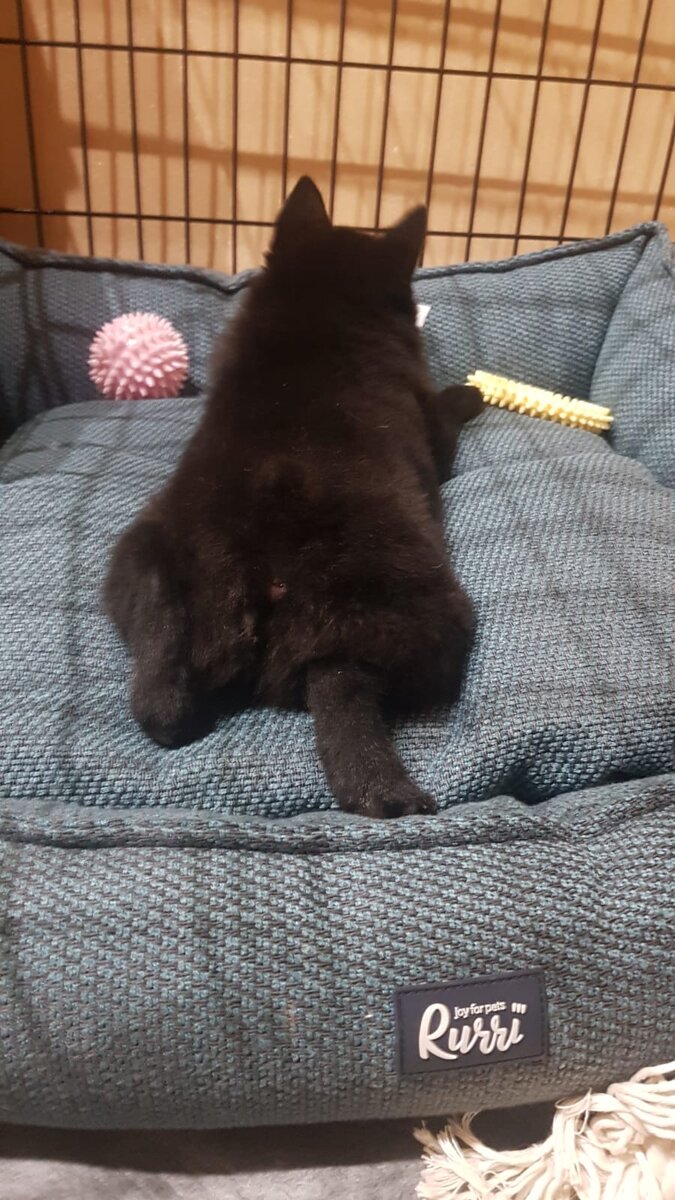 Первый день Фрейи в новом доме