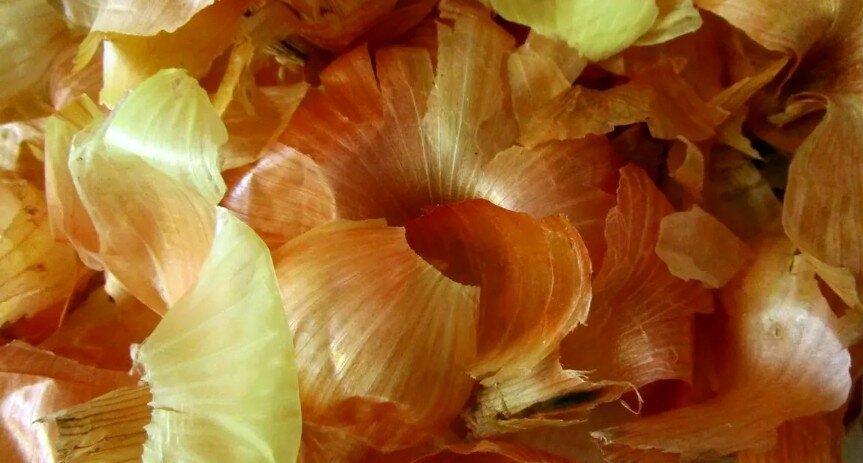 Луковая шелуха от желтых сортов лука содержит самую большую концентрацию полезных веществ