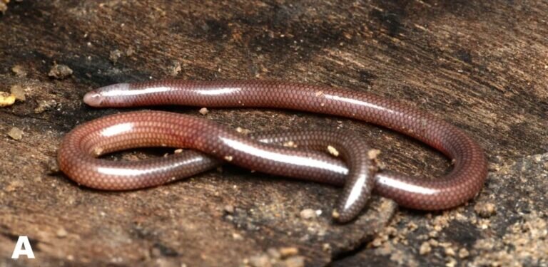    Dibamus tropcentr / © Zootaxa