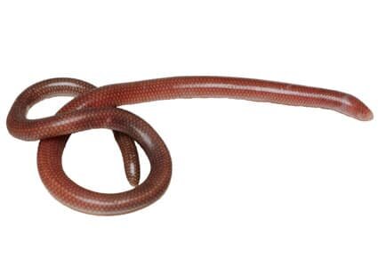    Dibamus tropcentr / © Zootaxa