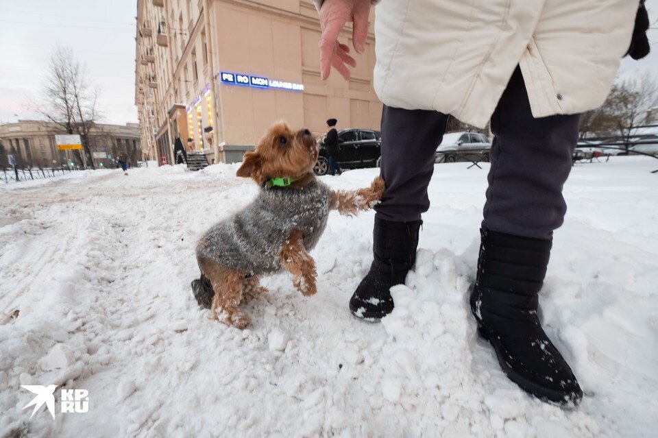    За уборку во дворах Жилищная инспекция поставила "управляйкам" отрицательную оценку. 45% адресов чистят спустя рукава. Юлия ПЫХАЛОВА