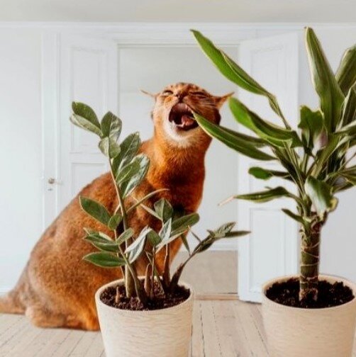 Этому рыжему ну очень понравилась драцена.