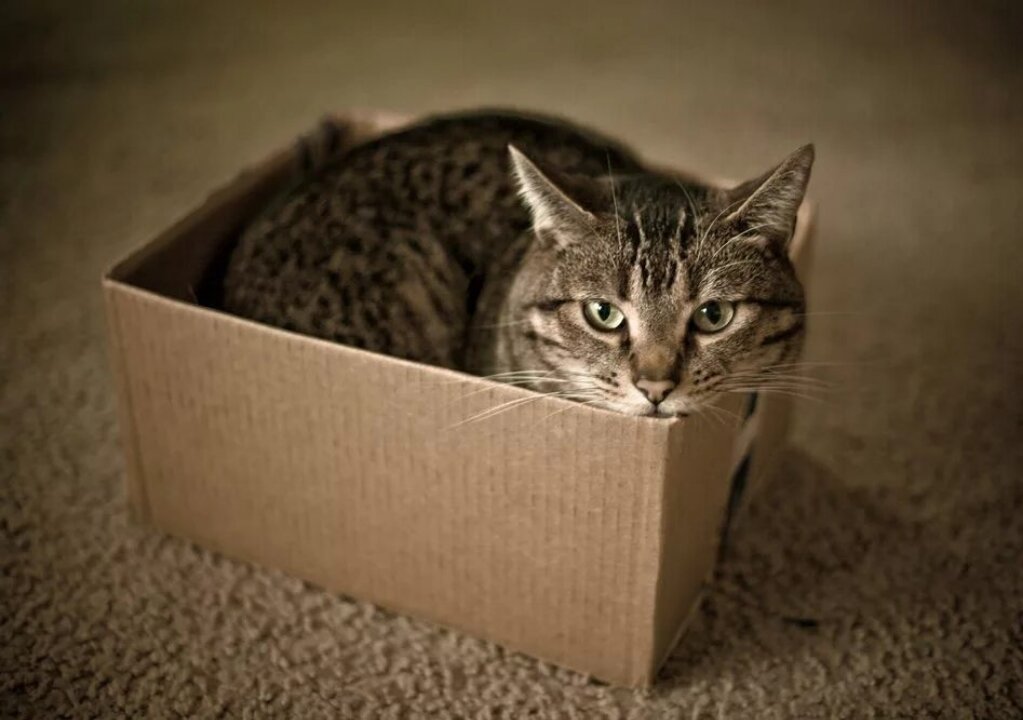 Фото из Интернета.