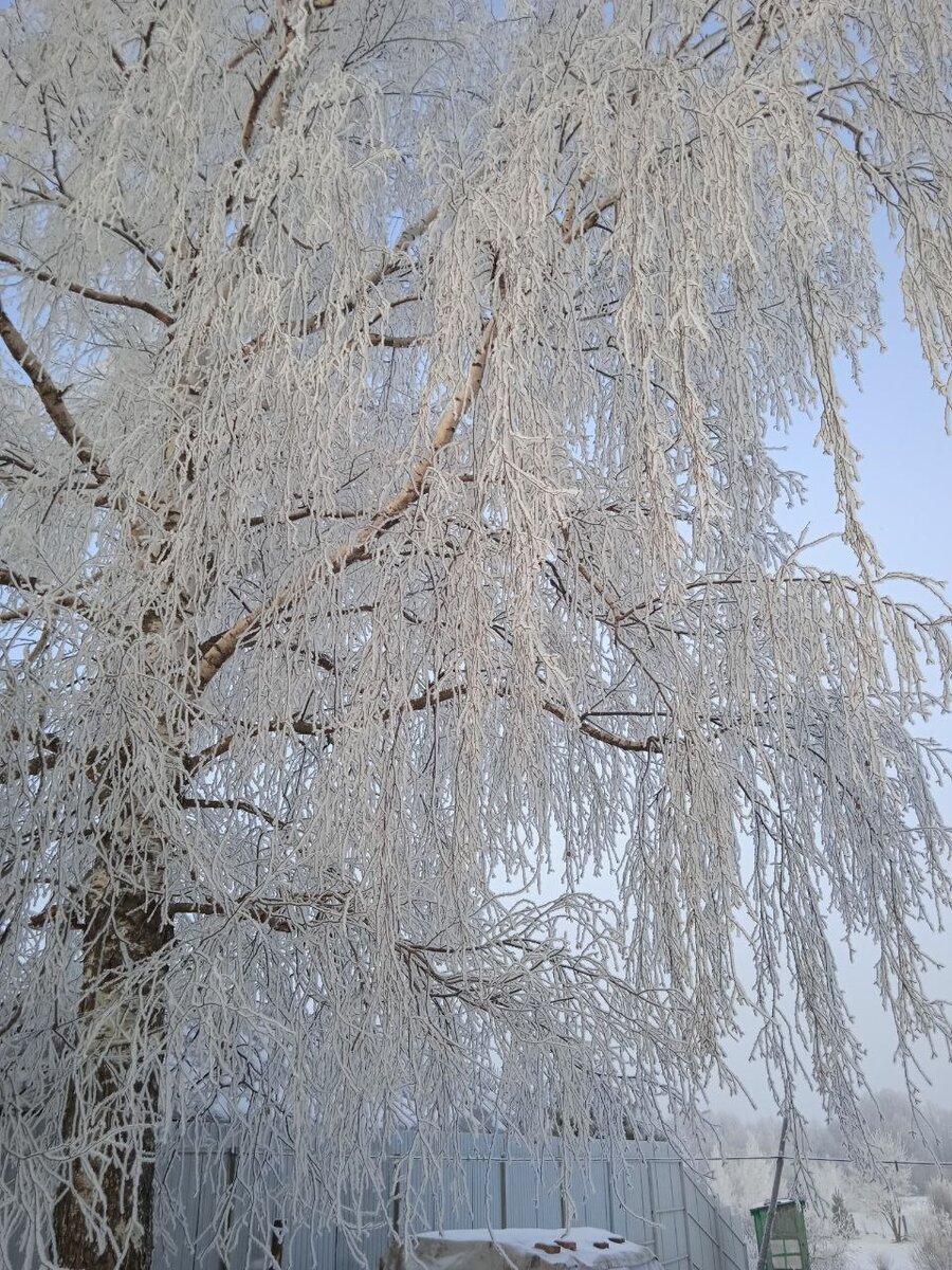 Береза в нашем дворе