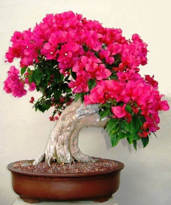 Бумажный цветок Бугенвиллия