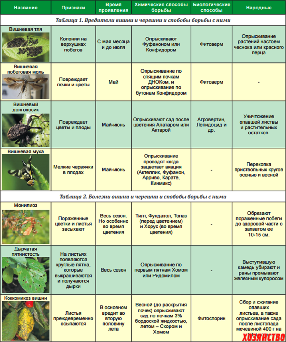 Первая обработка сада от вредителей после зимы. Обработка сада от вредителей. Препараты от вредителей плодовых деревьев и кустарников. Опрыскивание плодовых деревьев. Схема обработки сада от вредителей и болезней.