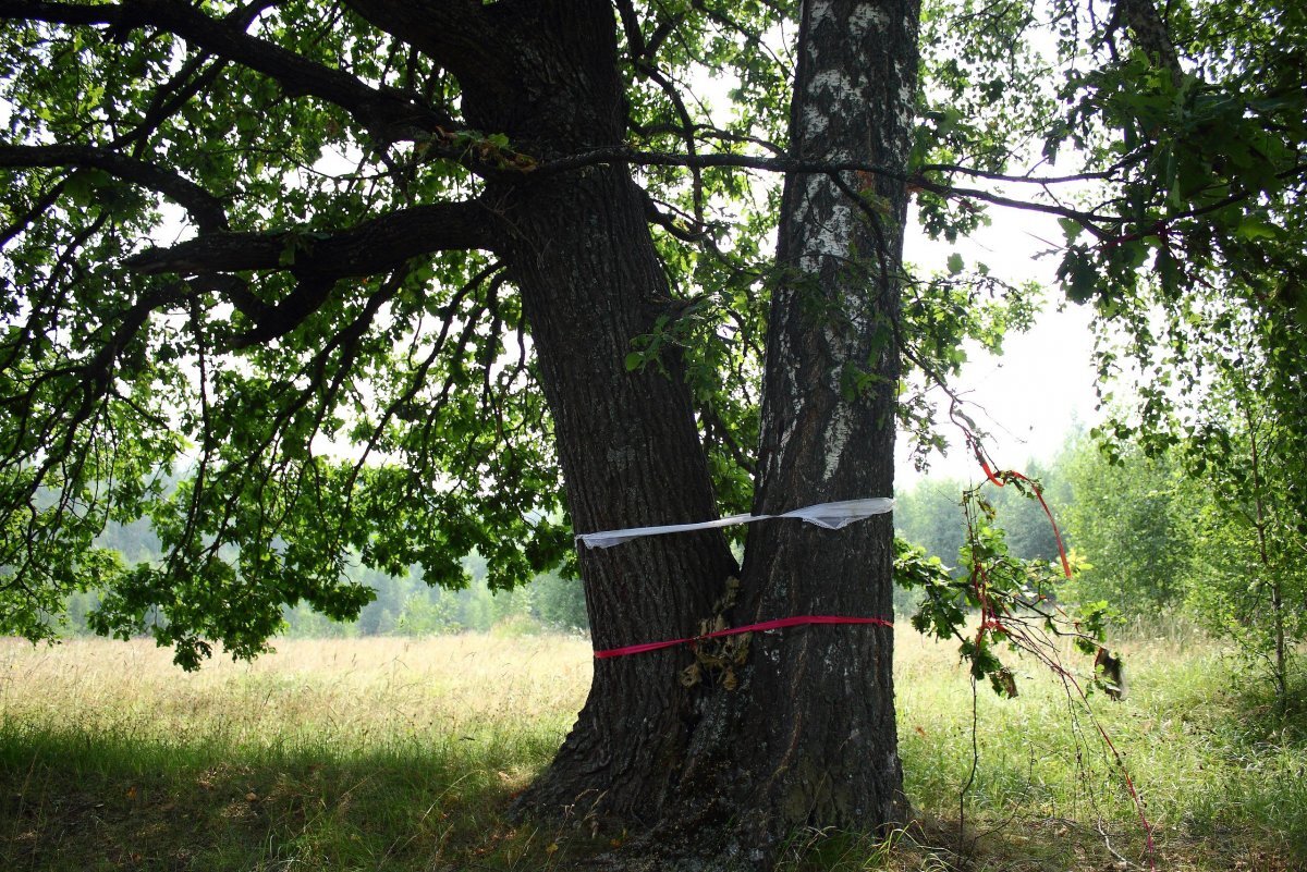 Словно ангел витает над ними... Источник фото: https://pokayadoma.ru/foto/lyubov-rastet-na-derevyah.html