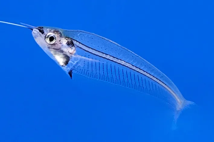 Стеклянный сом