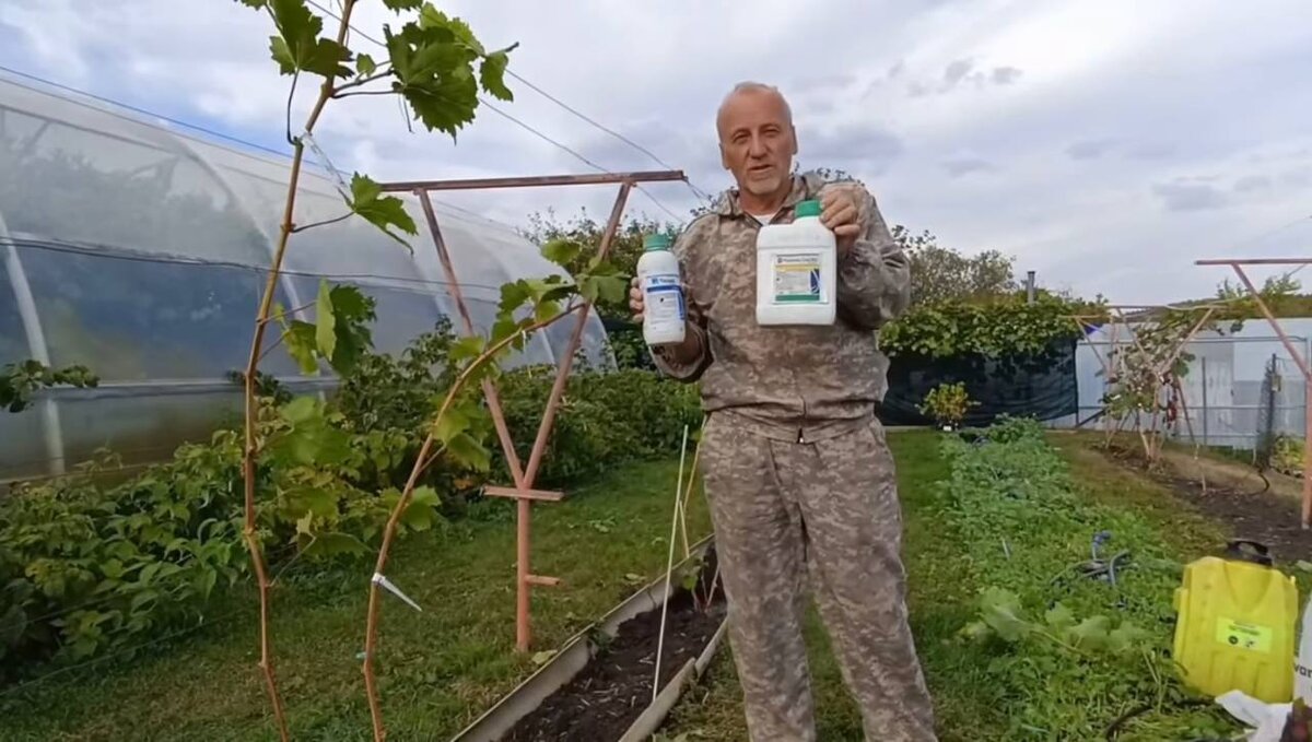 Можно ли вырастить виноград в теплице из поликарбоната?