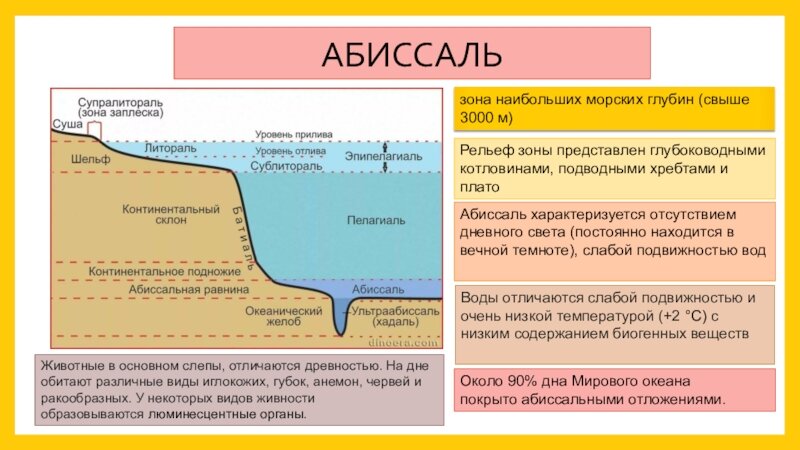 Происхождение котловины глубина устойчивость и подвижность дна. Литораль абиссаль Батиаль. Абиссальная зона. Зоны мирового океана. Зоны мирового океана абиссаль...