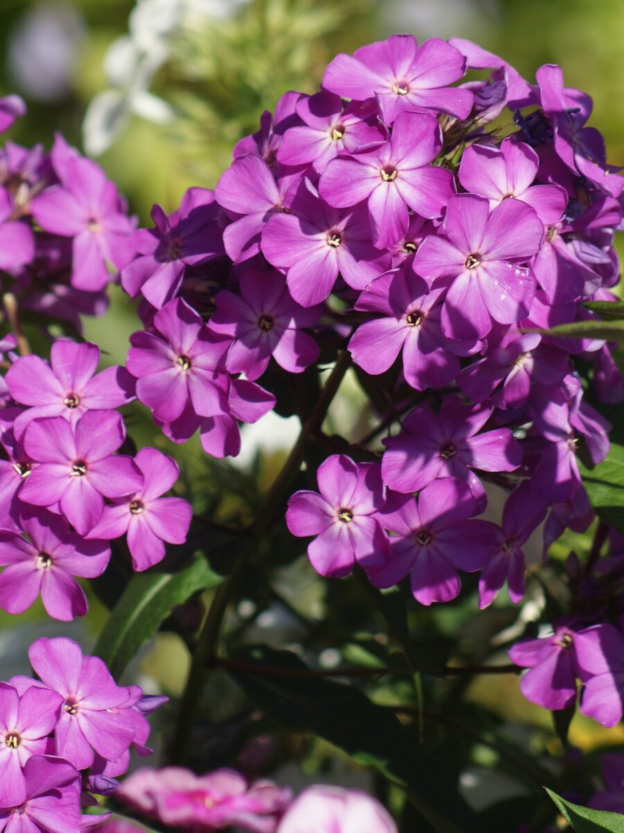 Флоксы характеристика