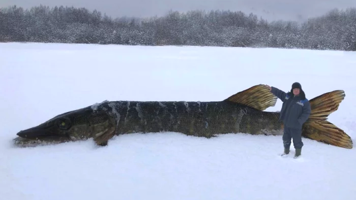 Рыбаки никогда не врут!