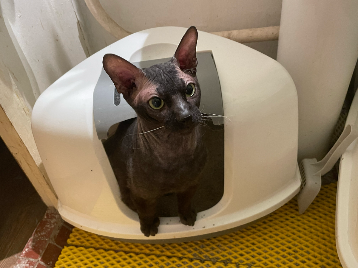 Коту помешали делать свои "дела"