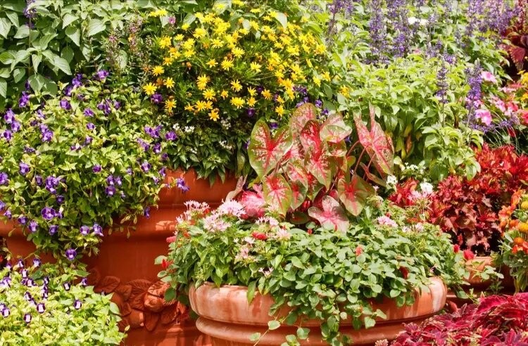 Лучшие подборки сортов растений для вашего сада - советы и рекомендации