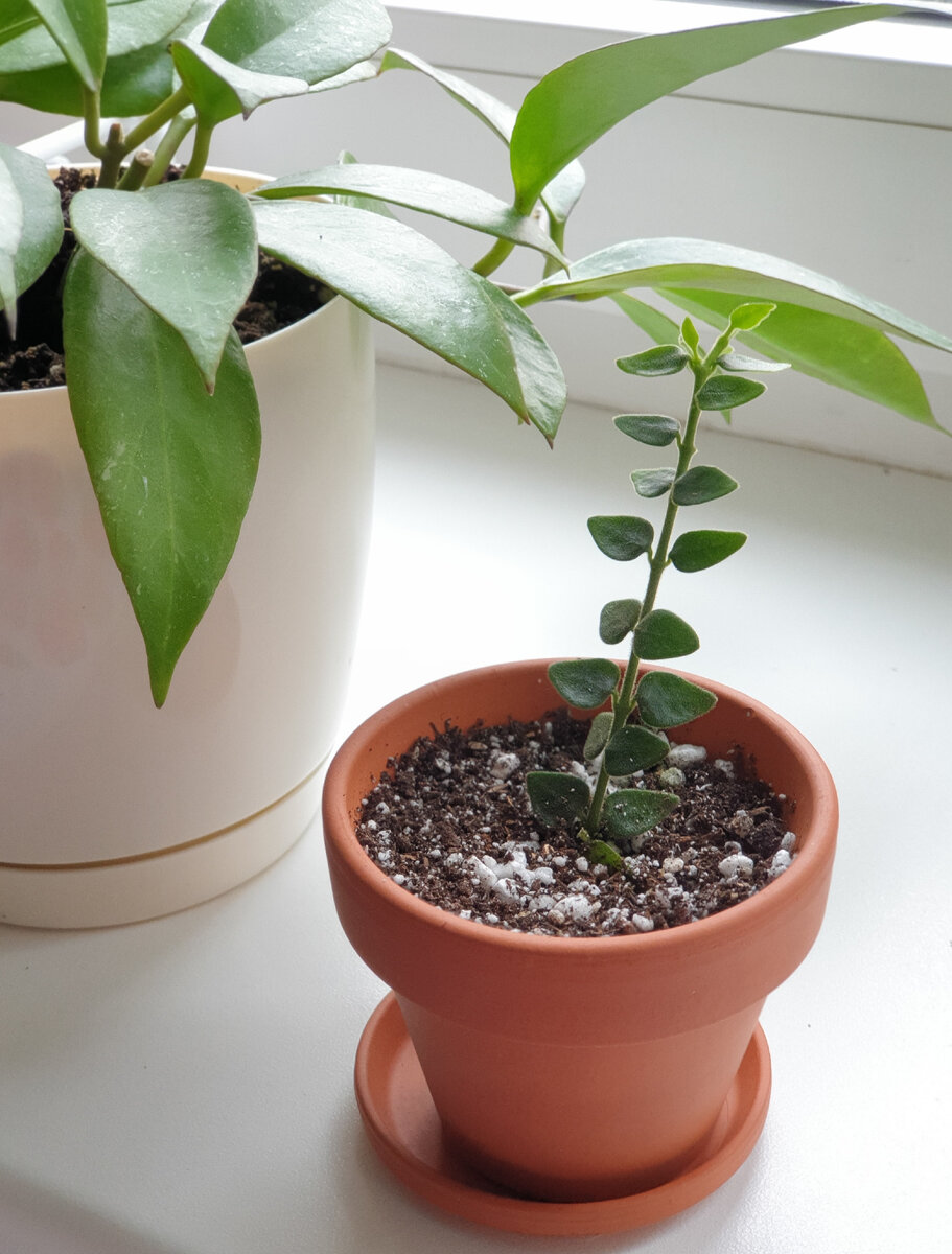 Хойя Чингунгенсис