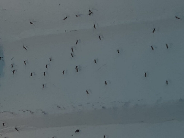    Жители Кургана пожаловались на обилие комаров в пятиэтажке на улице Советской, 196