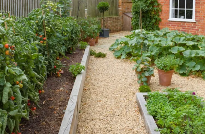 Фото Tomato Bible