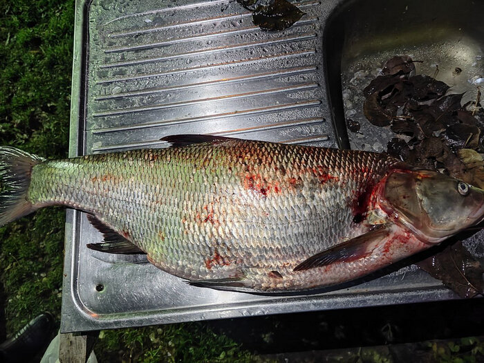 Такие в Волге плавают