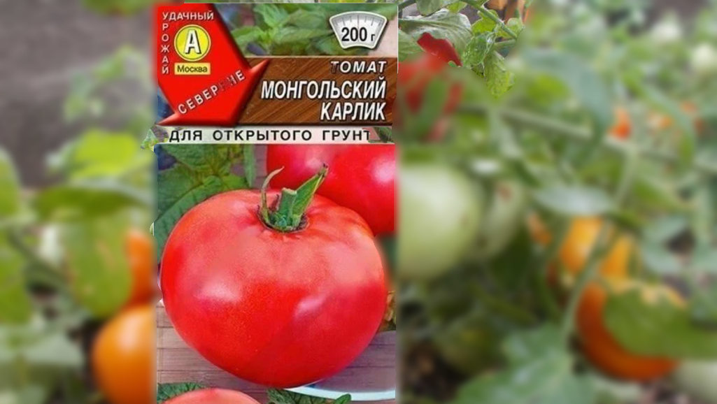 Сорт томата Монгольский карлик. Кустики низкорослые, высотой не более 30 см