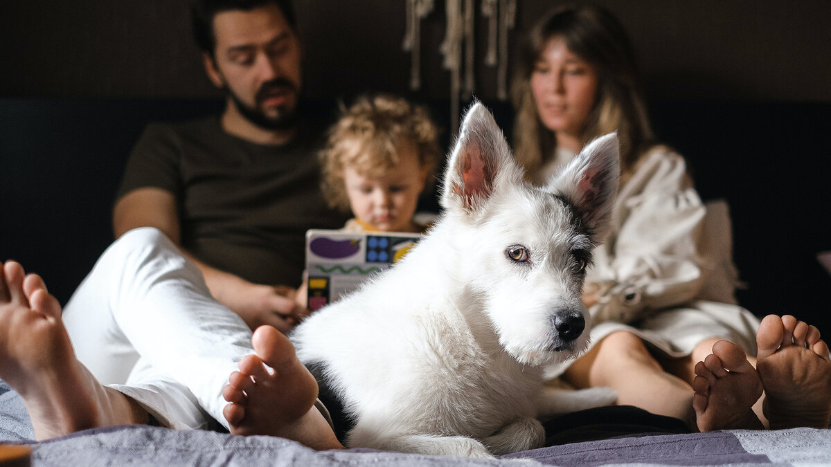 Дискуссия о том, могут ли собаки юридически считаться членами семьи, сейчас идёт очень активно. Фото Anna Shvets/Pexels