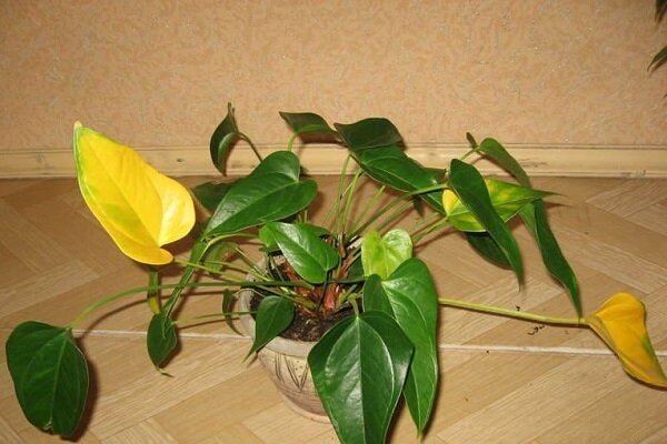 Антуриум (лат. Anthurium), d 12 | Flowers Valley