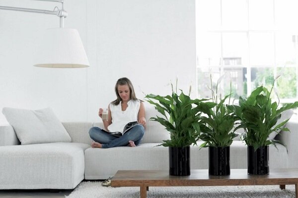 Spathiphyllum este o floare &icirc;nc&acirc;ntătoare, cu frunze verzi luxuriante și muguri-p&acirc;nze albe ca zăpada, preferata multor grădinari.-3
