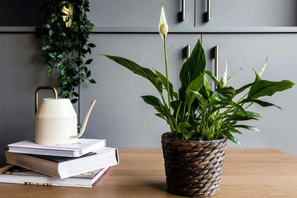 Spathiphyllum este o floare &icirc;nc&acirc;ntătoare, cu frunze verzi luxuriante și muguri-p&acirc;nze albe ca zăpada, preferata multor grădinari.-4