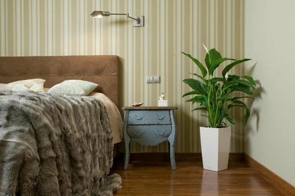 Spathiphyllum este o floare &icirc;nc&acirc;ntătoare, cu frunze verzi luxuriante și muguri-p&acirc;nze albe ca zăpada, preferata multor grădinari.-5