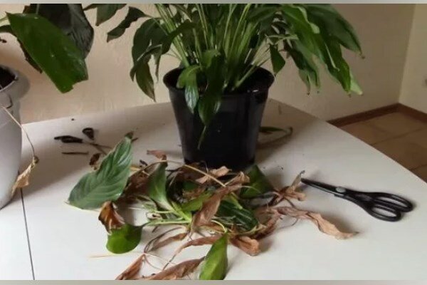 спатифиллум обрезать ли листья. спатифиллум цветонос. спатифиллум канна. омоложение спатифиллума. спатифиллум обрезать.