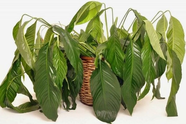 Сухие розы. Мертвые растения. Завянешь как цветы. Засохшие цветы. Гнилые цветы.