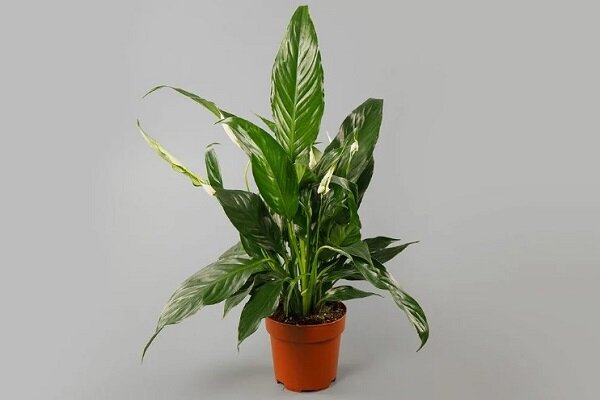 растение в горшке. кактусы комнатные на окне. дарят ли комнатные цветы. растения на подоконнике. домашние цветы в горшках.