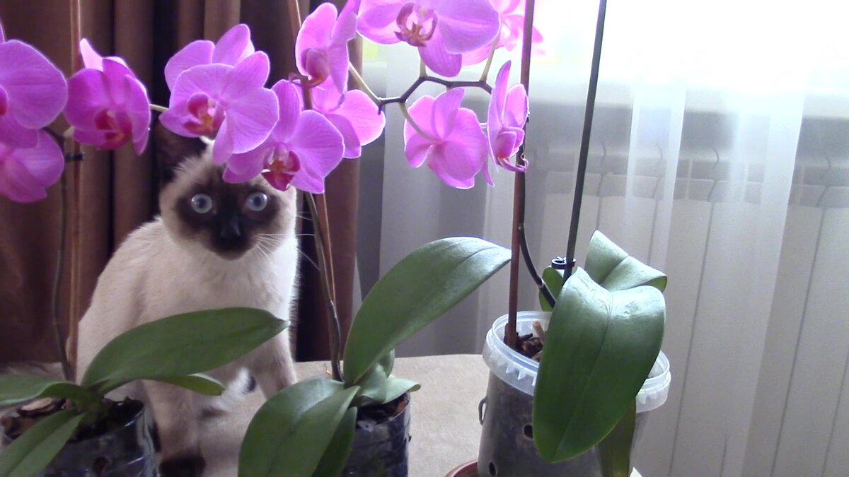 Наш кот Тимка , как и я, очень любит цветы, он их внимательно рассматривает, вдыхает цветочный аромат,  осторожно касается мягкими лапками нежных лепестков и листьев  растений. А еще Тим хороший футболист,  умеет забивать мяч в ворота в этом видео 