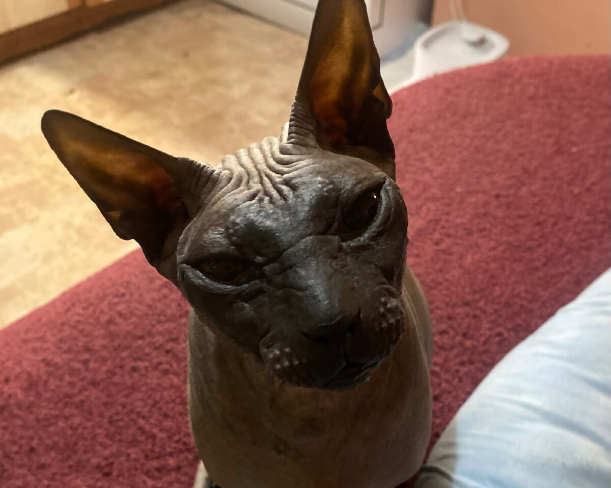 Страшила очень надеется, что ему помогут с его деликатной проблемой