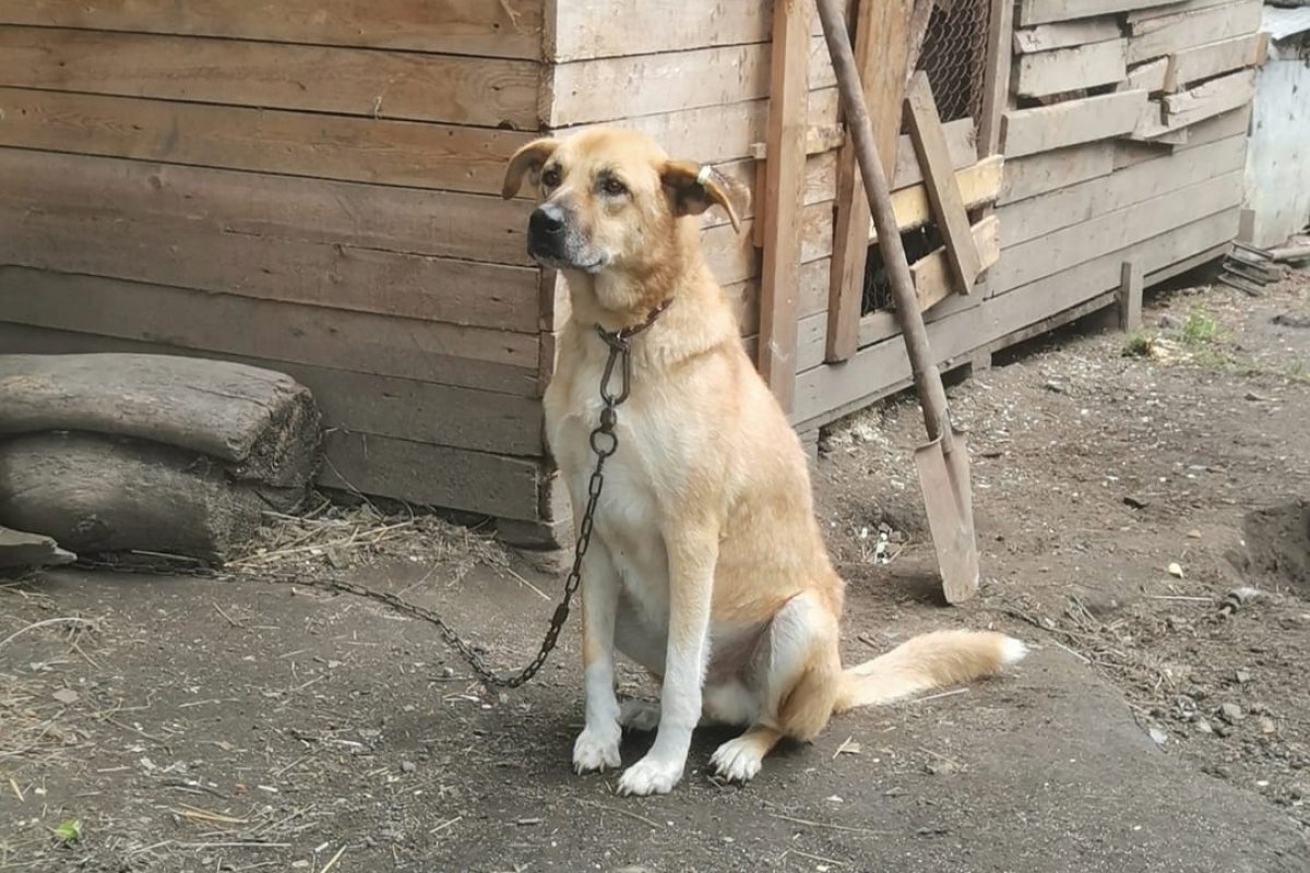    Сердце на четырёх лапах.